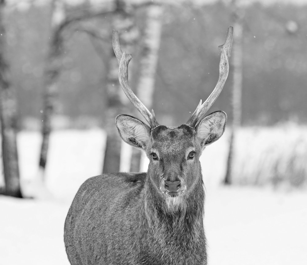 Портрет оленя