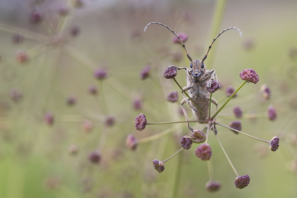 Усач и стрелолист