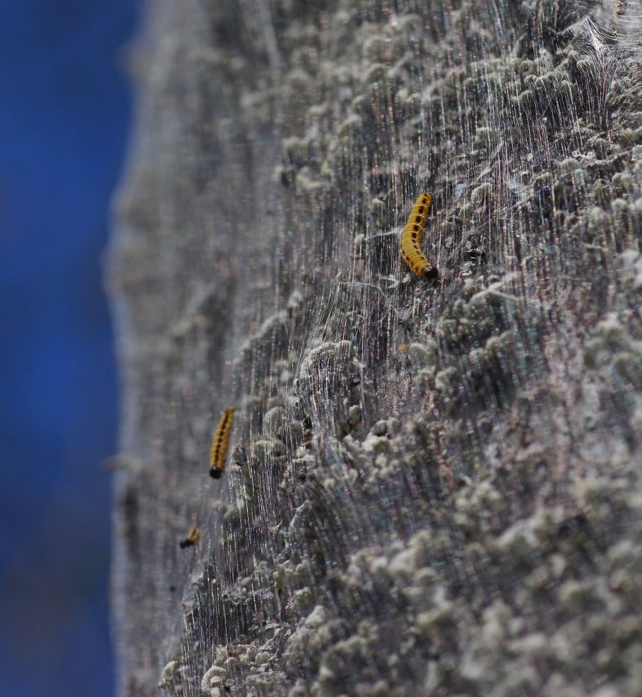 Завернули в одеяло