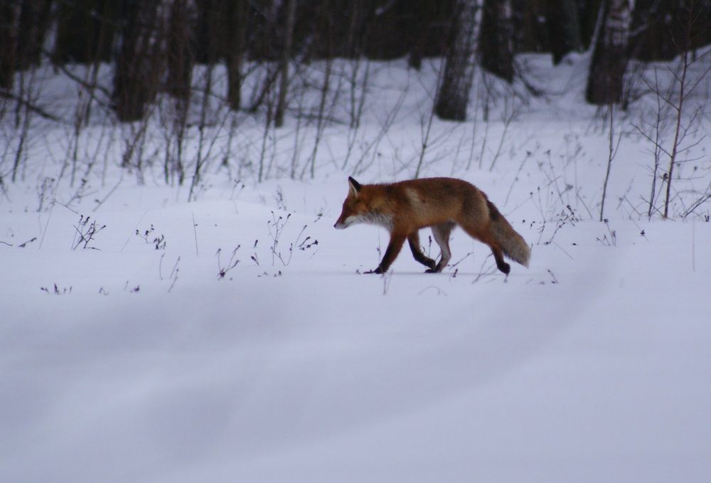 ходит бродит