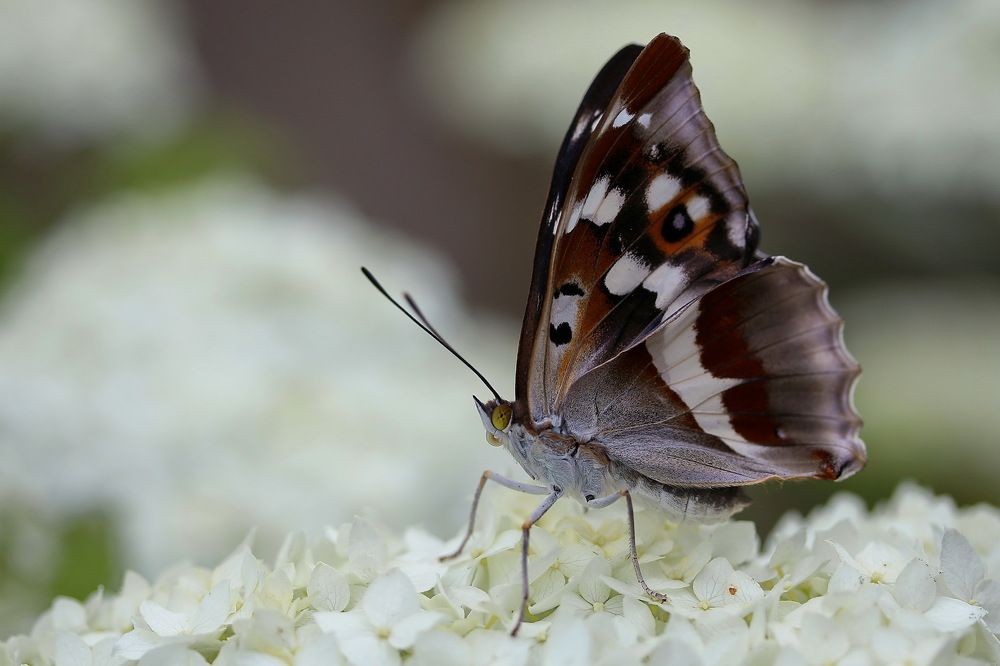 Переливница ивовая