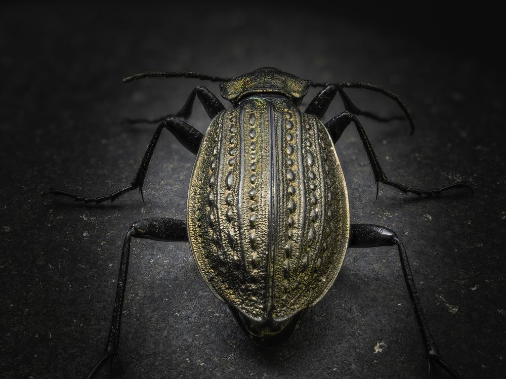 Photograph by Photons Reflectitur