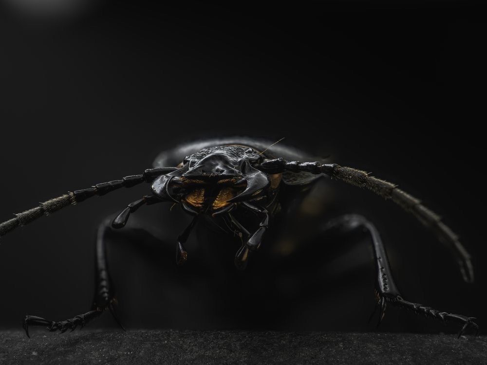 Жужелица лесная (Carabus nemoralis)