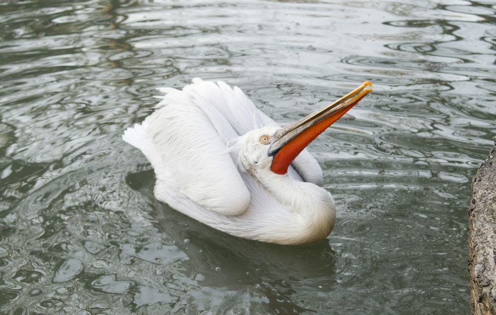 Танец пеликана