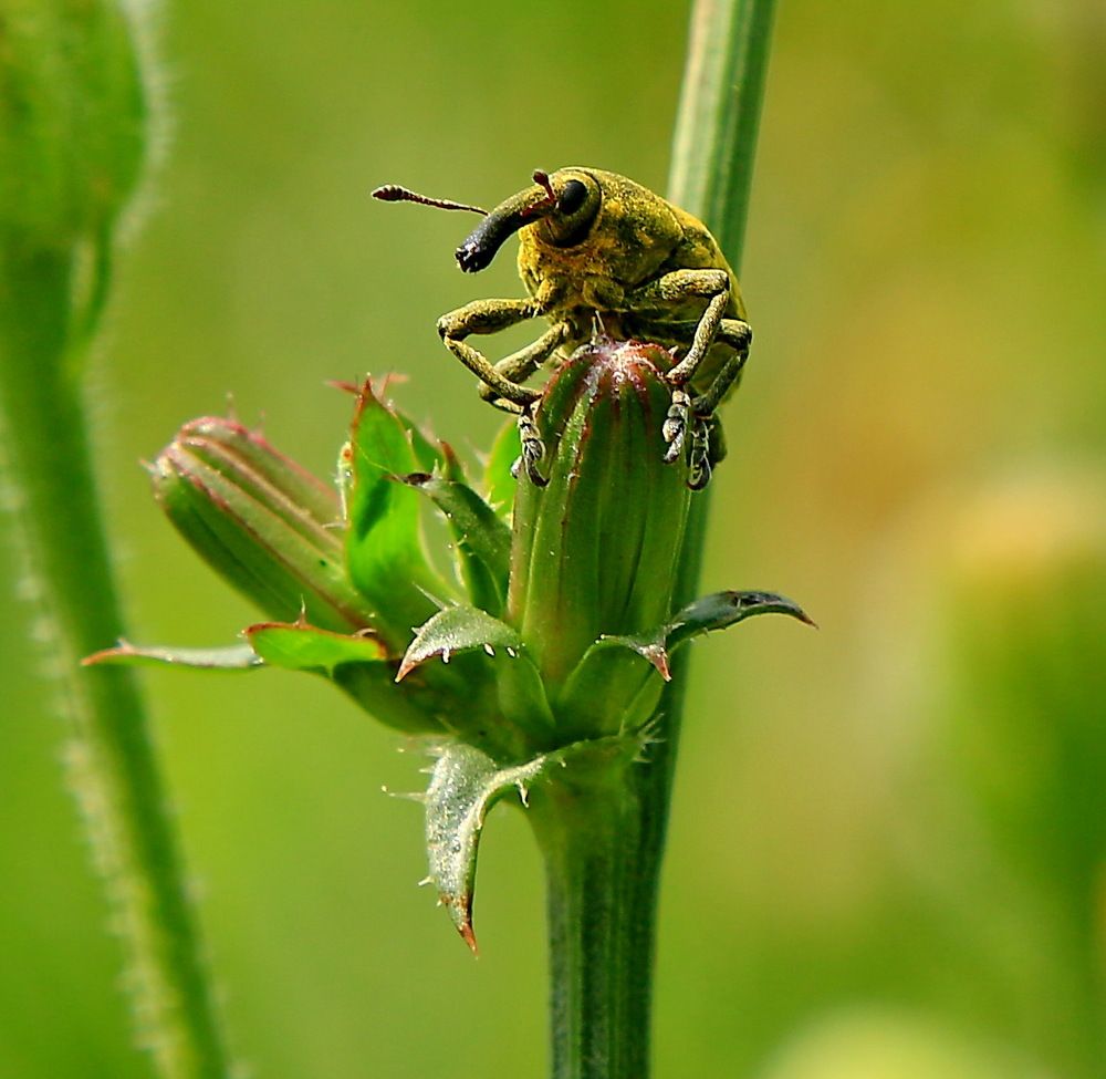 Любопытный.