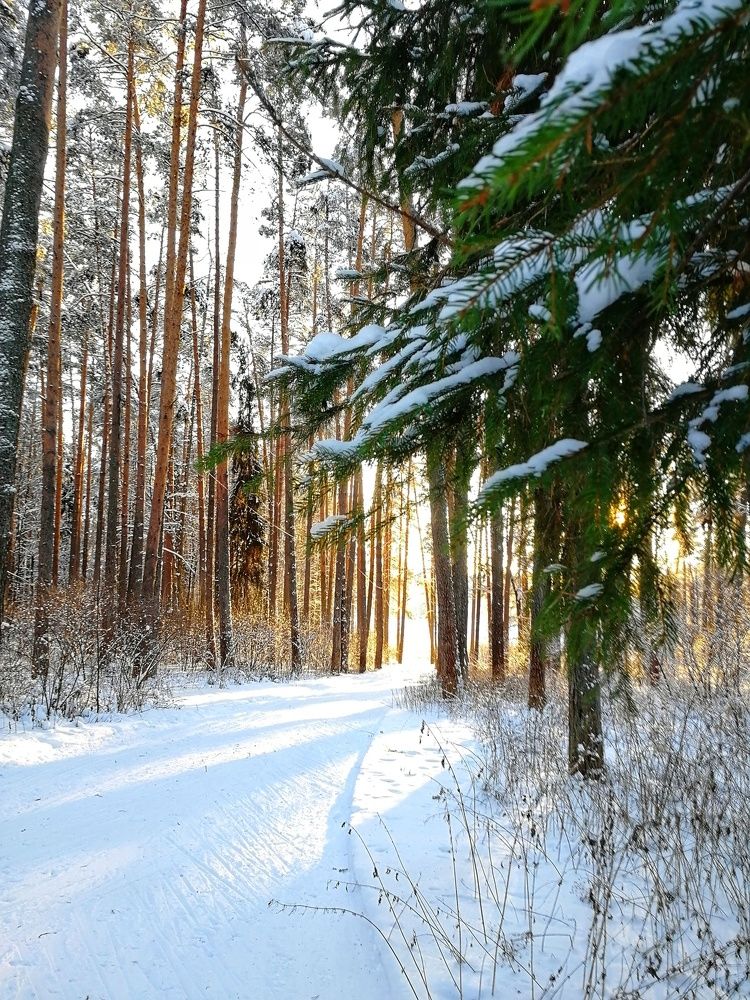 Мороз и солнце