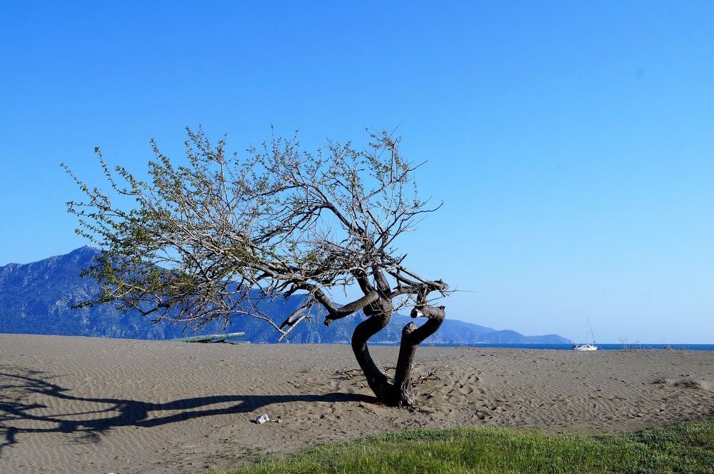 Единственный