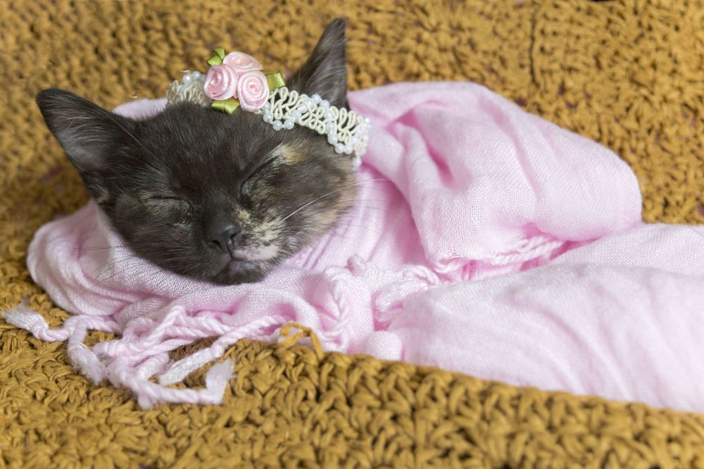 Swaddle Me Close