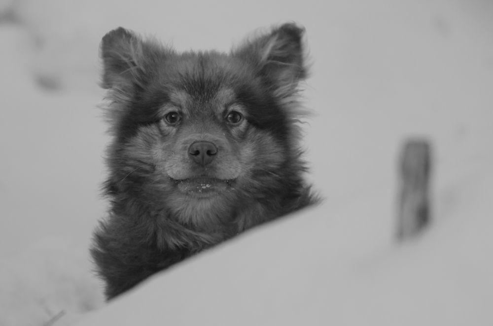 Photograph by Владимир Янчук