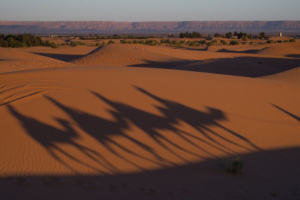 Camels on Sahara Desert