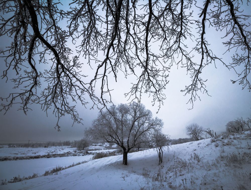 Таинственный лес