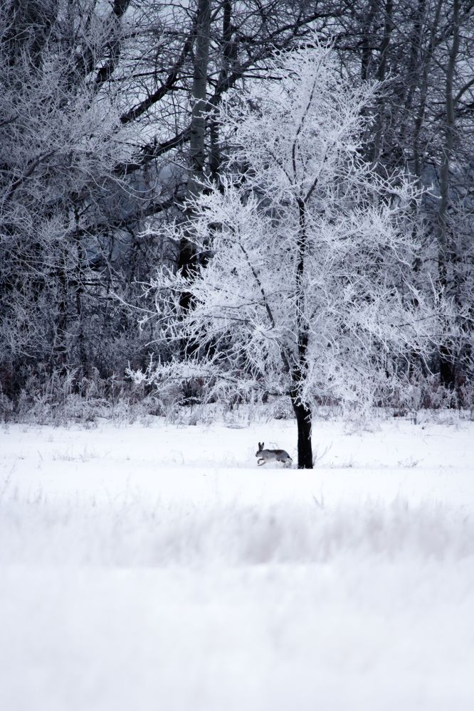 Заяц под деревцем