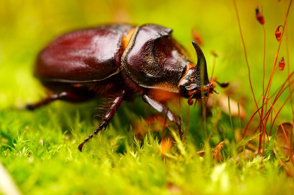 Жук Носорог