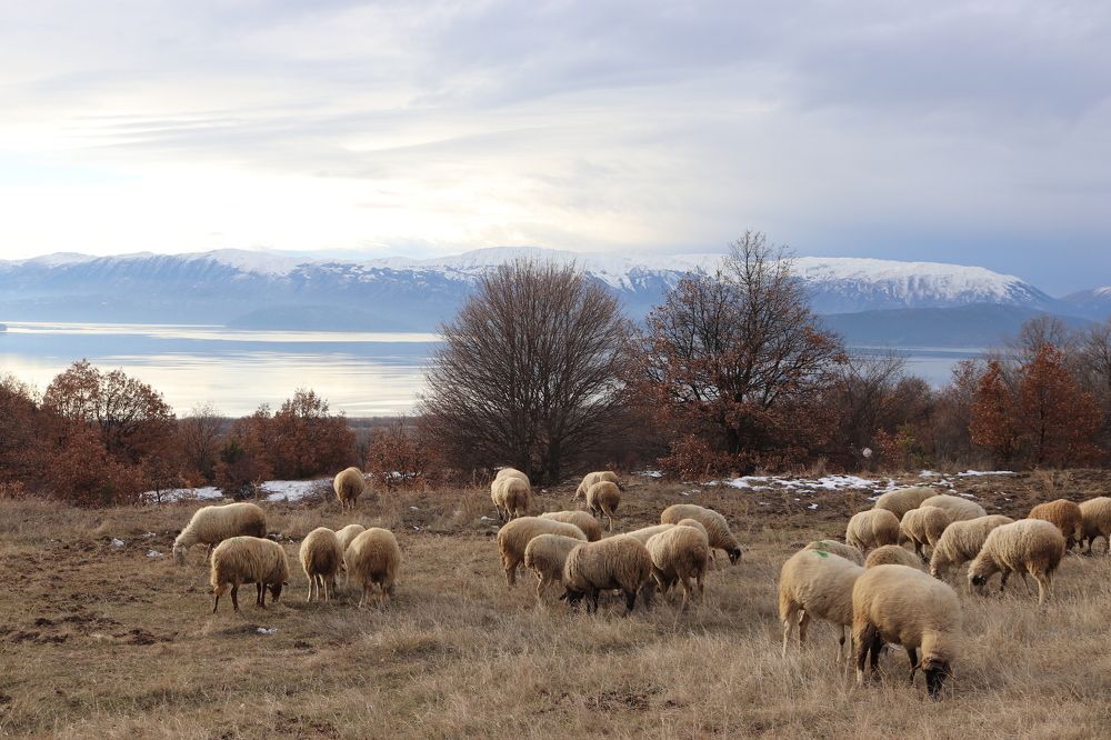 Photograph by Елена Молоканова