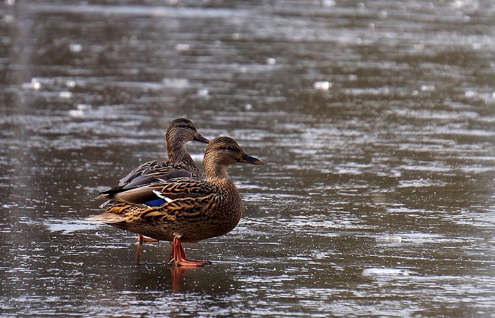 Ледовый поход.