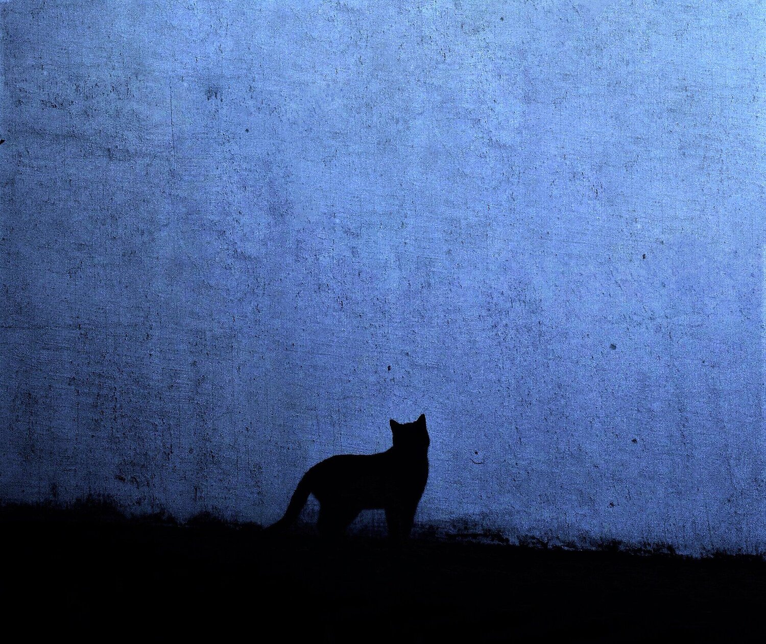 Silhouette of cat