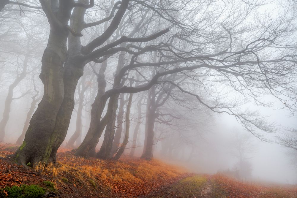 Autumn forest in the Ore Mountains.