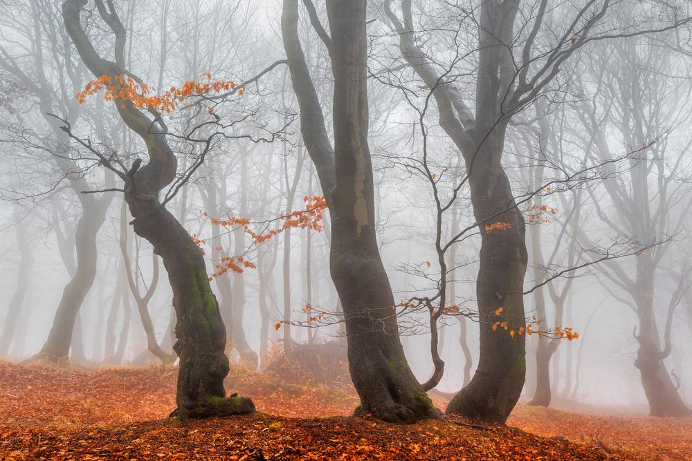 Autumn forest in the Ore Mountains.