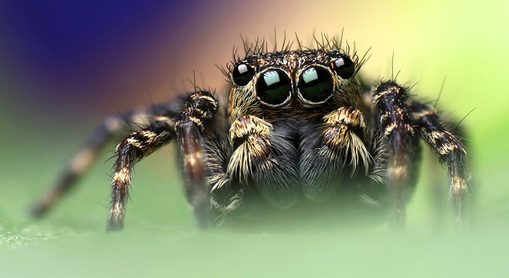 Jumping spider portrait