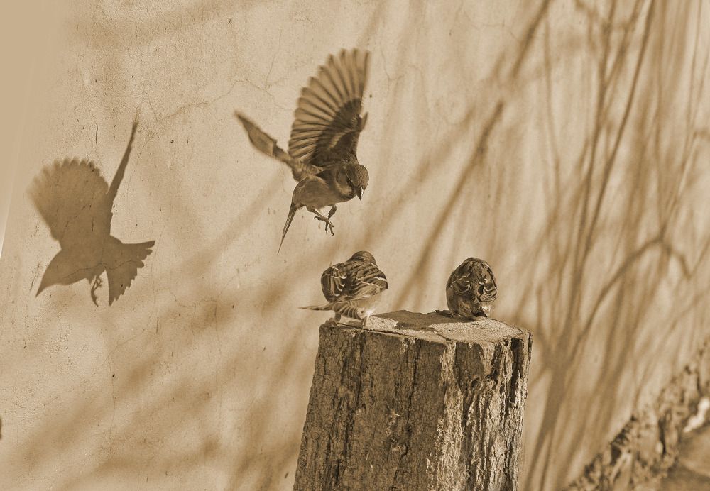 Photograph by Нелли Солодовникова