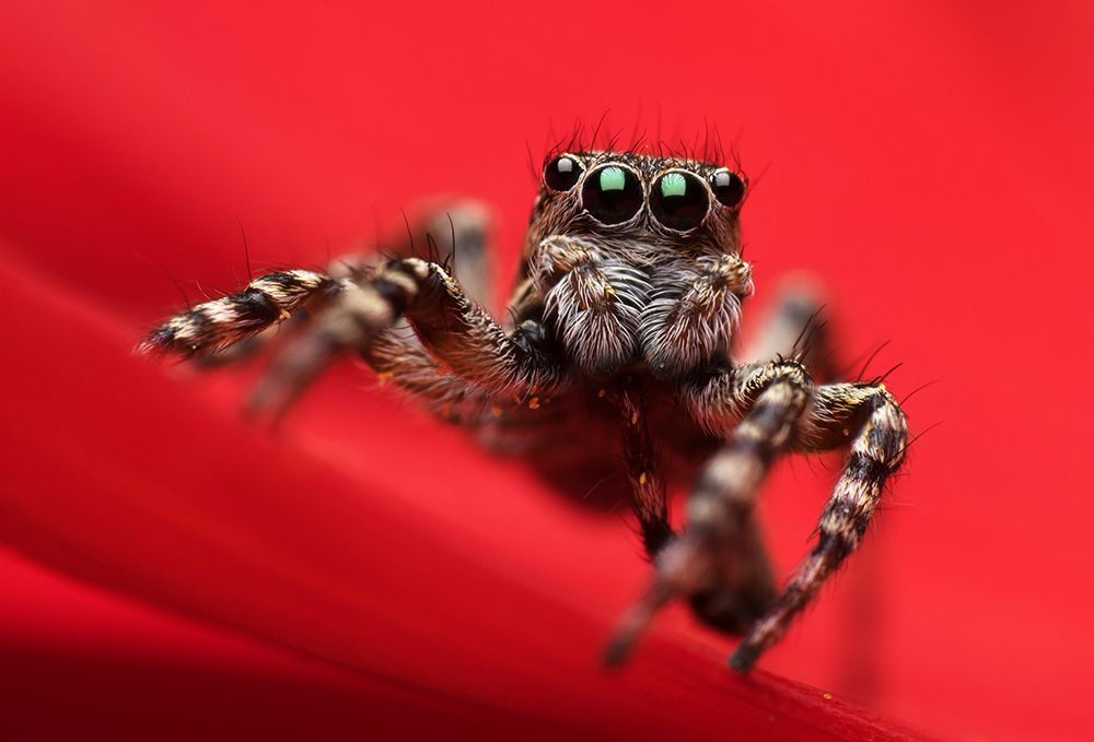 The dreamer jumping spider