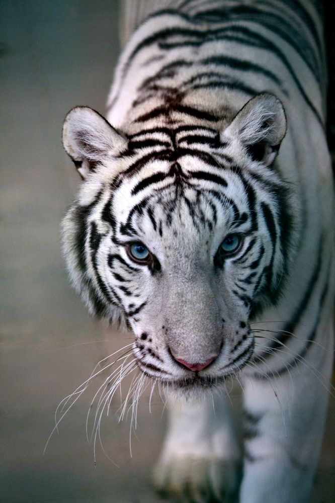 Большая кошка