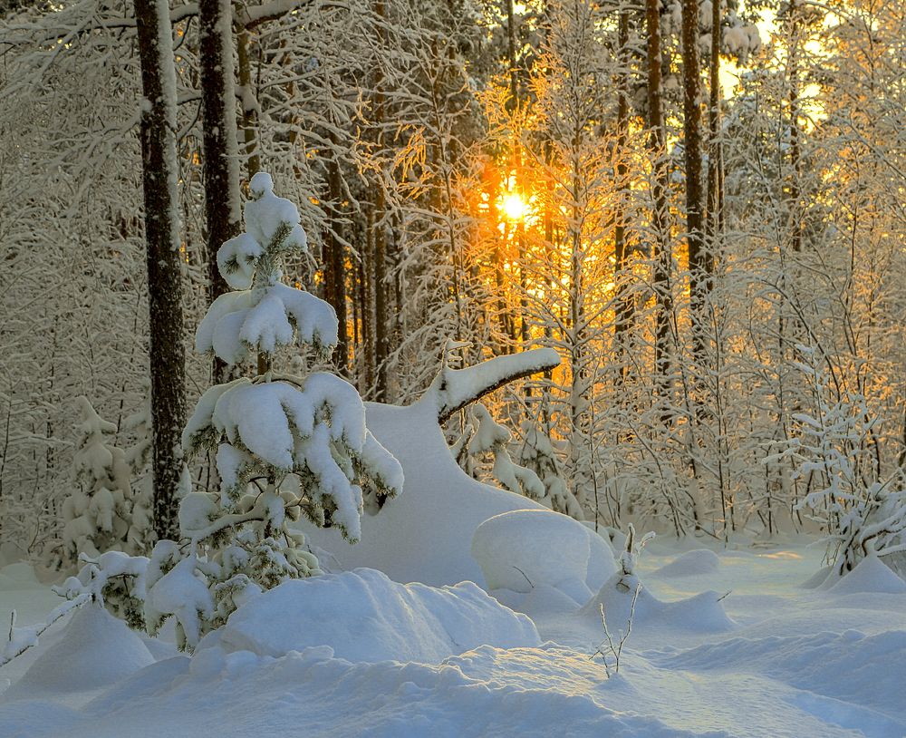 Зимние кружева