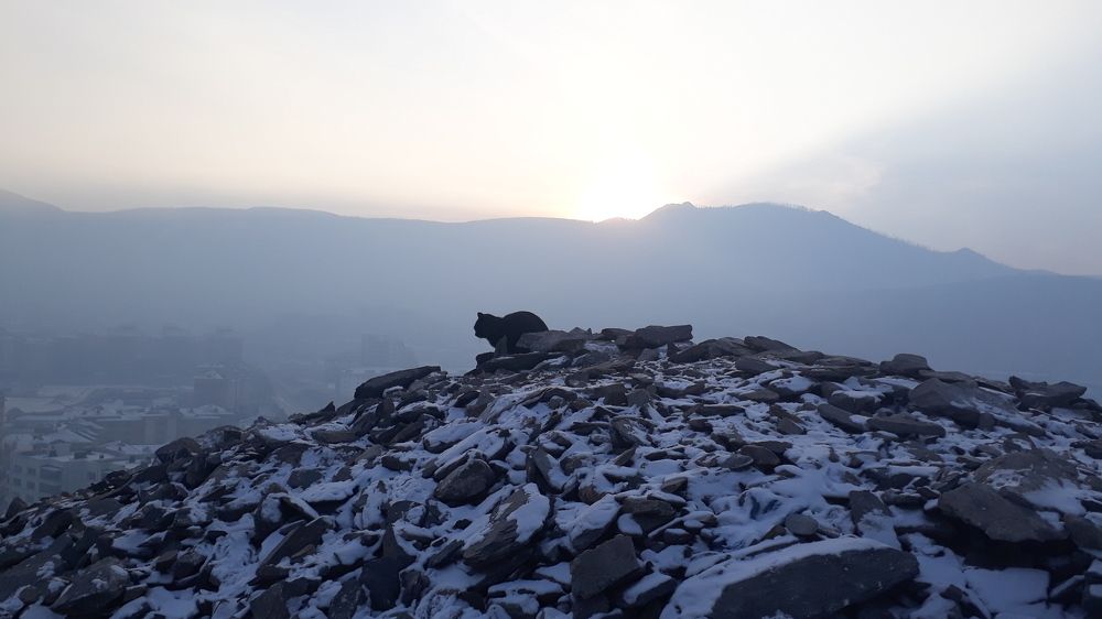 Black cat top of the ovoo(stone heaps)