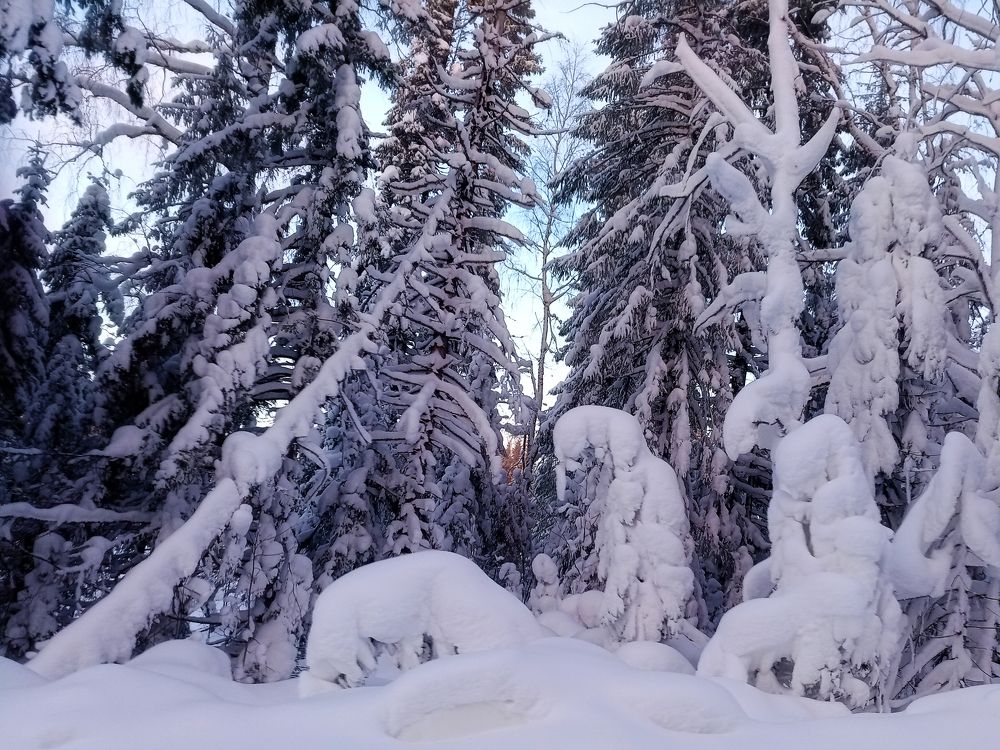 Тролль и береза