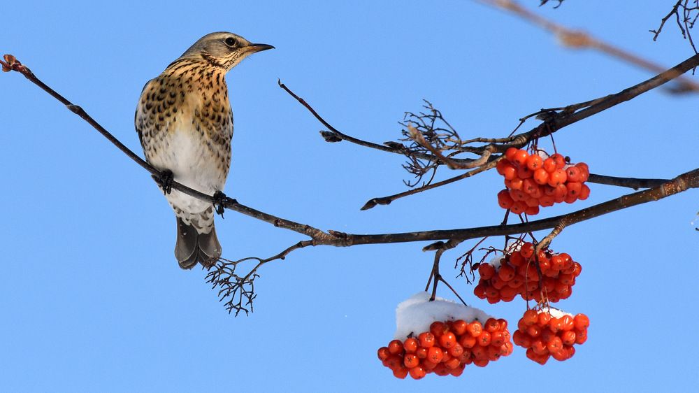Красная рябина