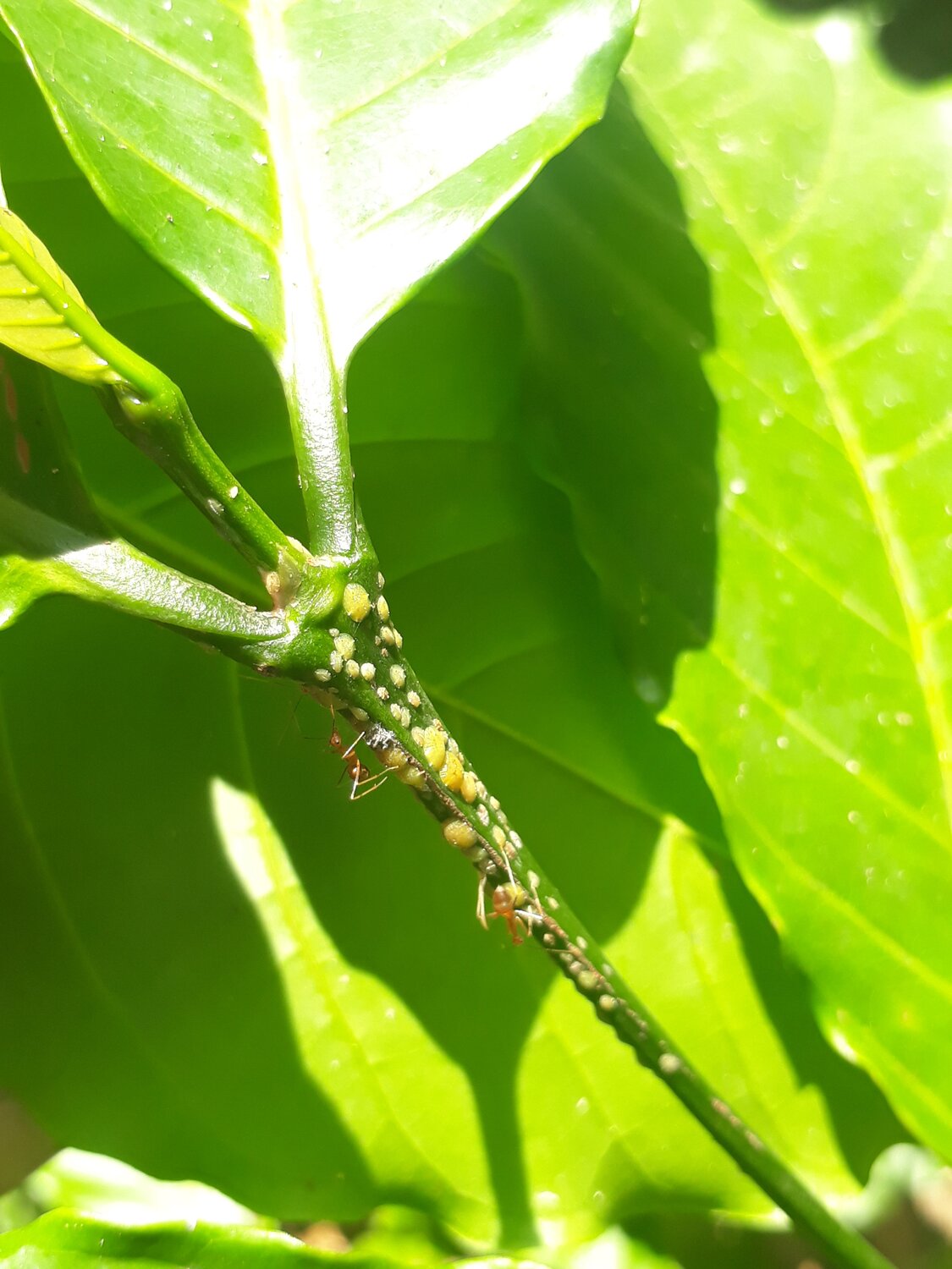 Food finding
