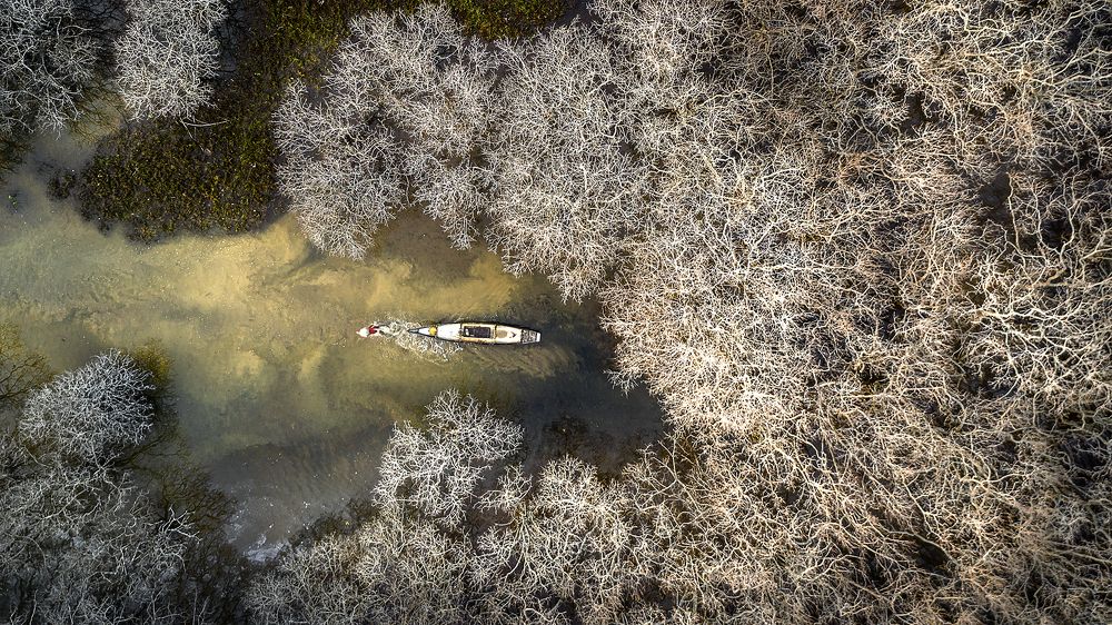 Catch fish in the winter forest.