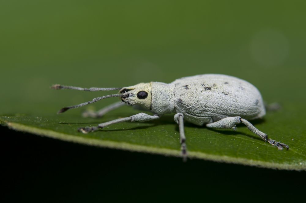 Weevil