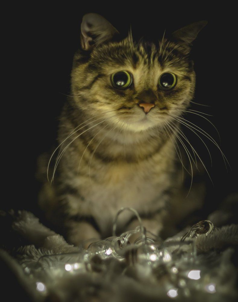 Фотография автора Константин Яковлев