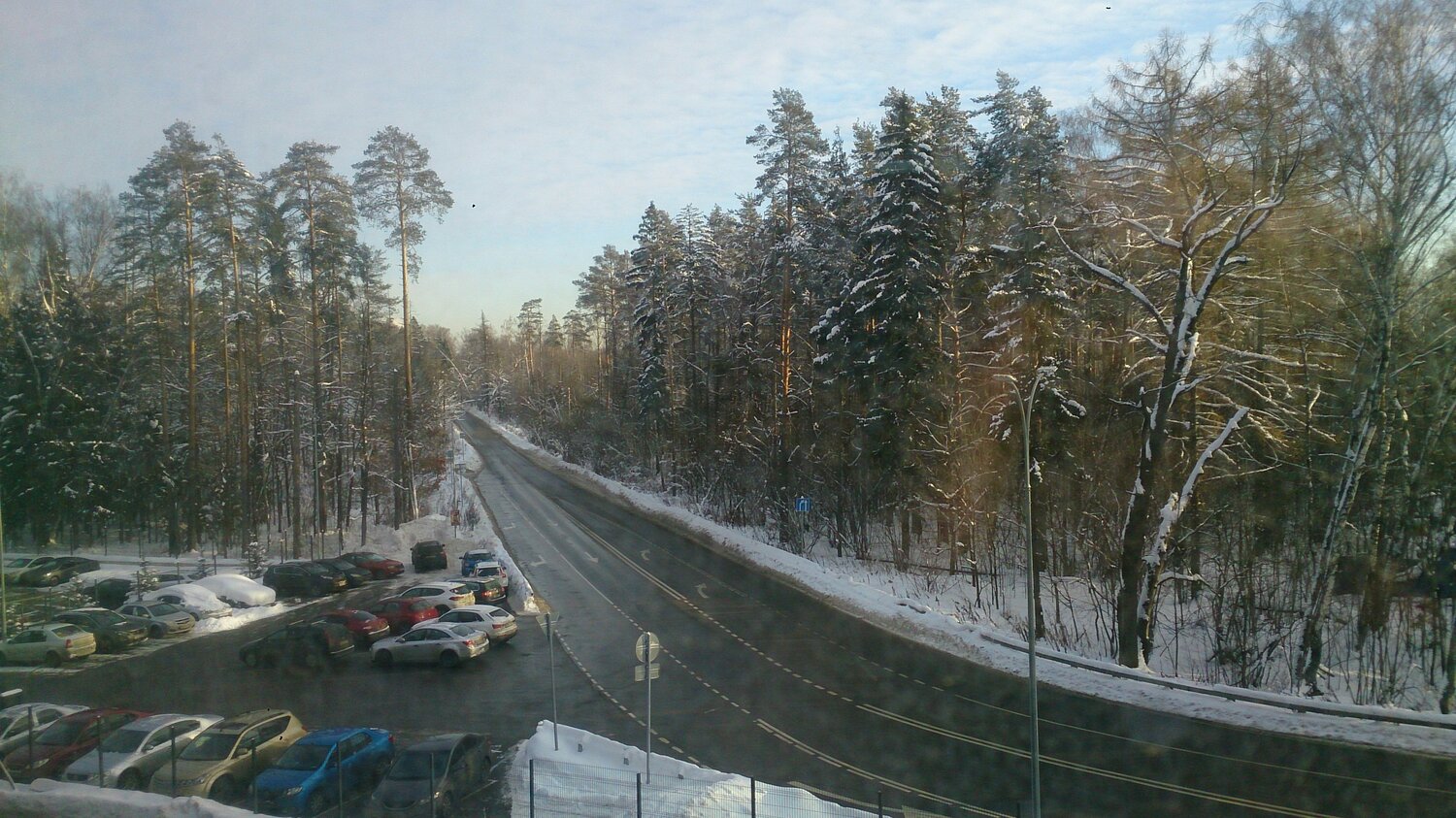 Сосны