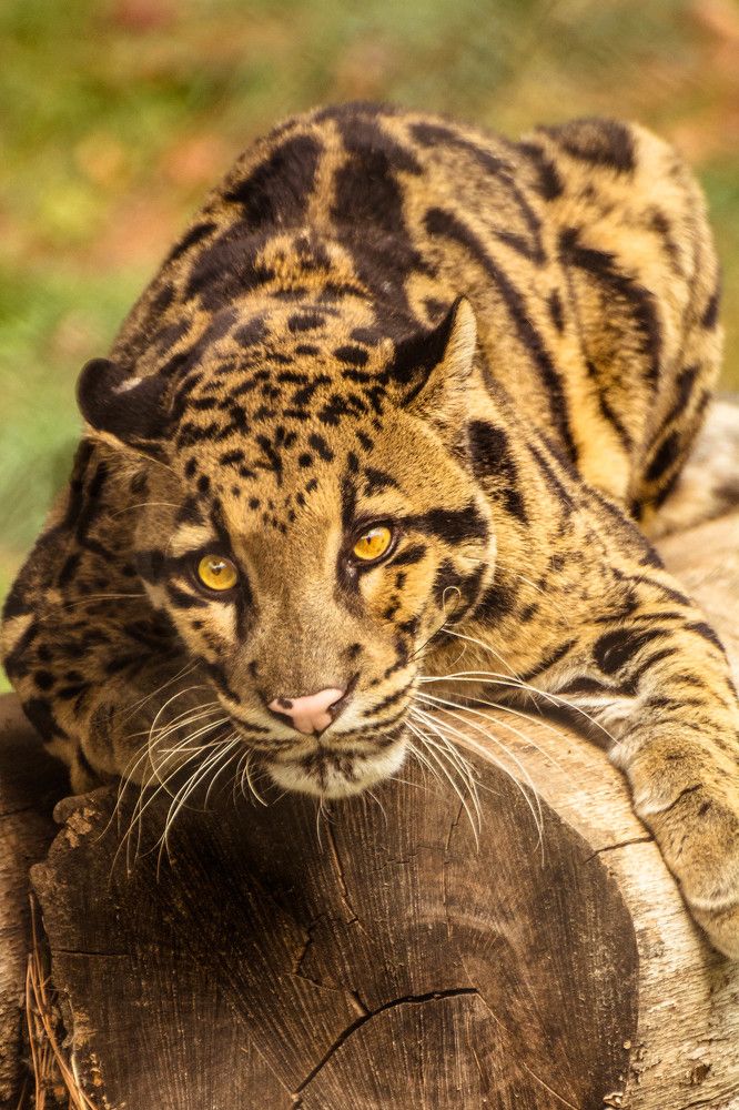 Дымчатый леопард