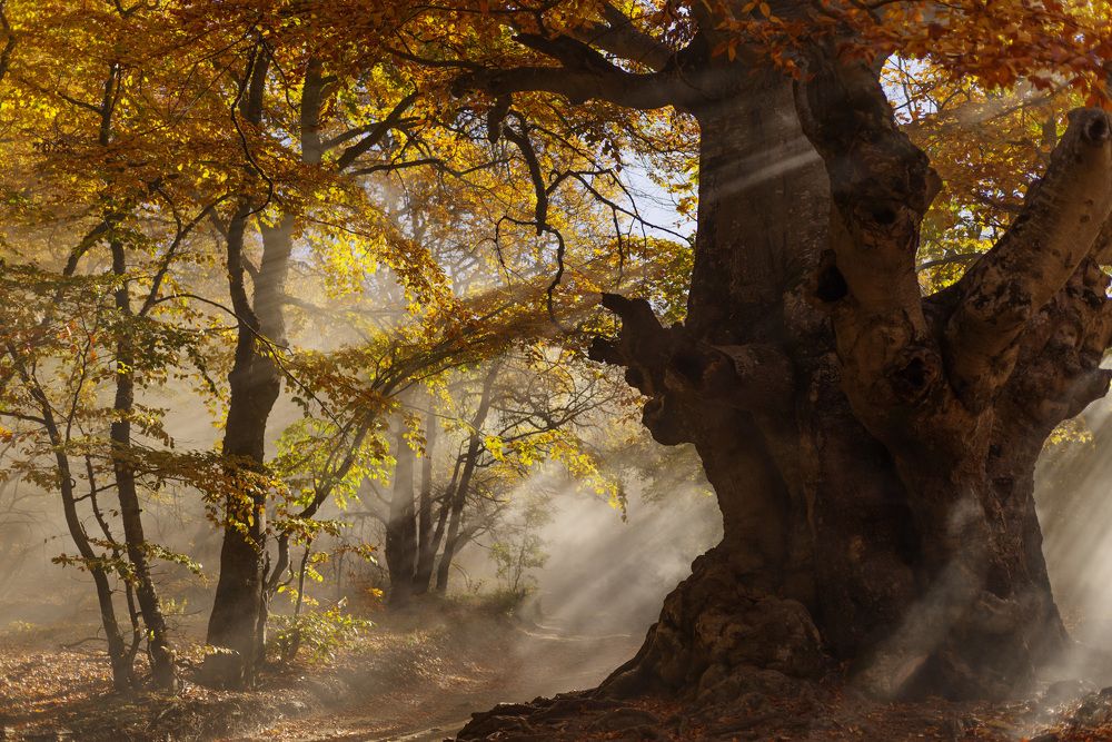 Немного друидской осени