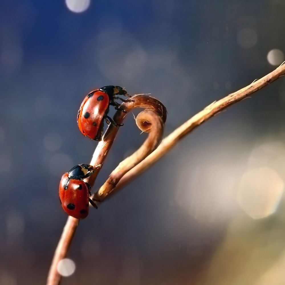 Вдвоем - повыше к небу!