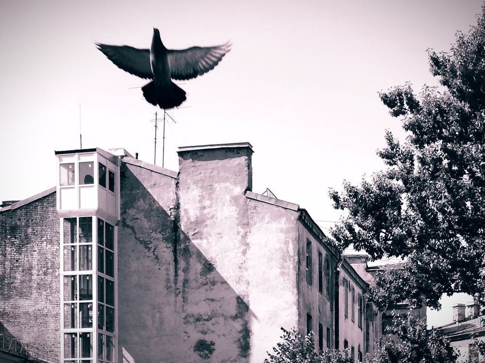 Photograph by Alla Zayka