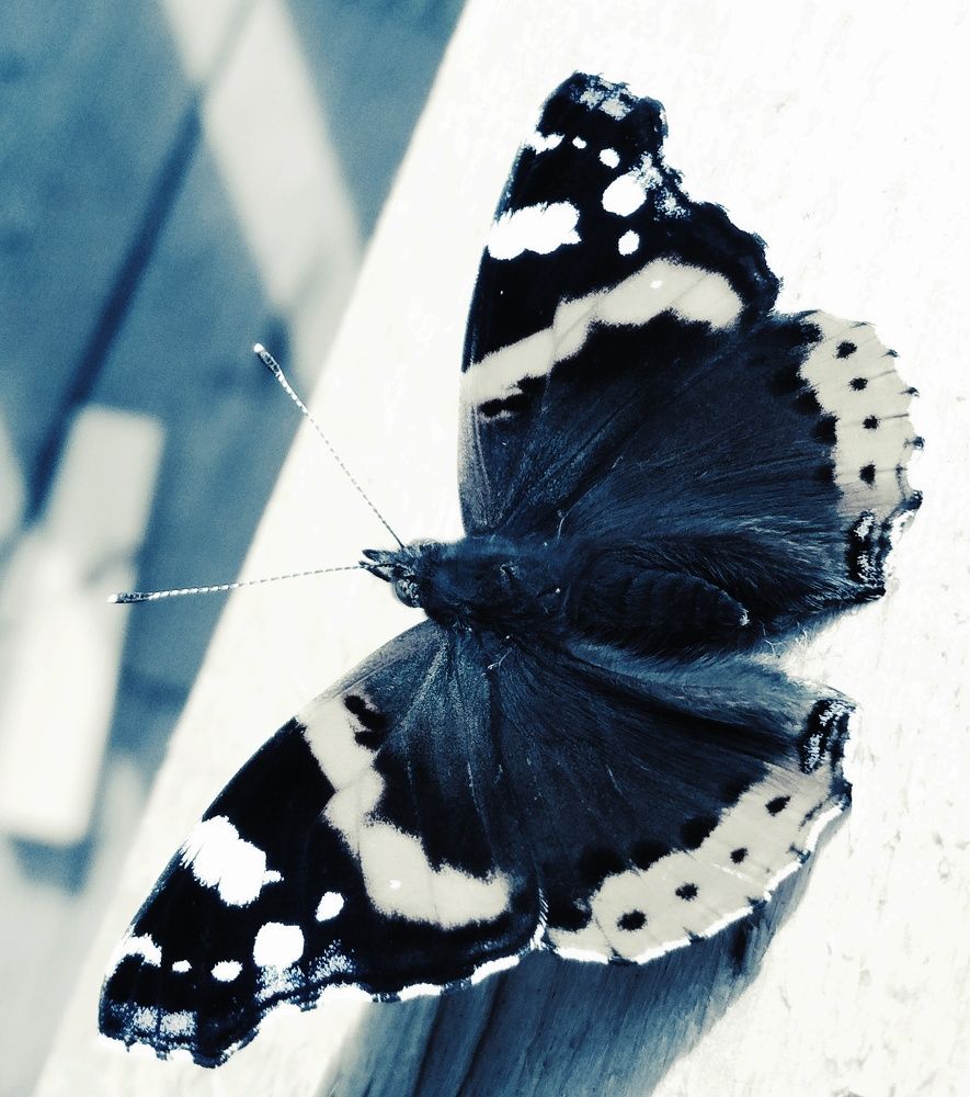 Photograph by Alla Zayka