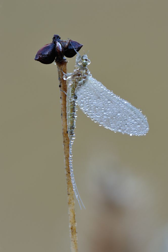 Молот Тора.