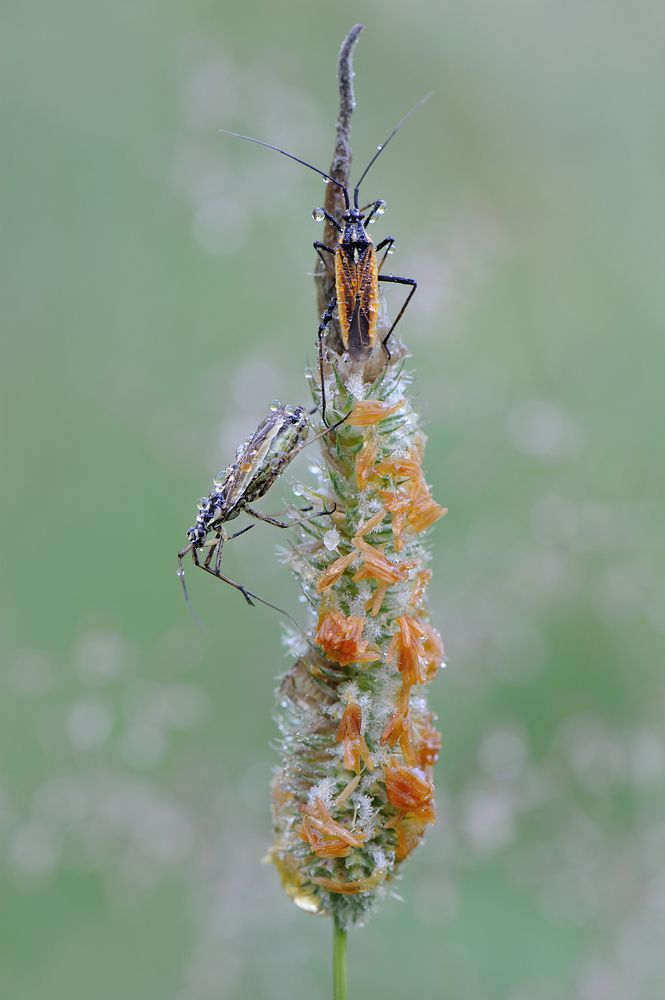 Кто в доме хозяин.