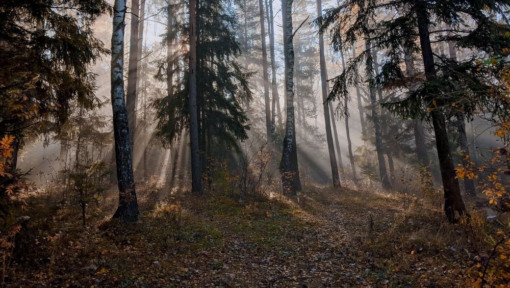 ... о свете в лесу ...