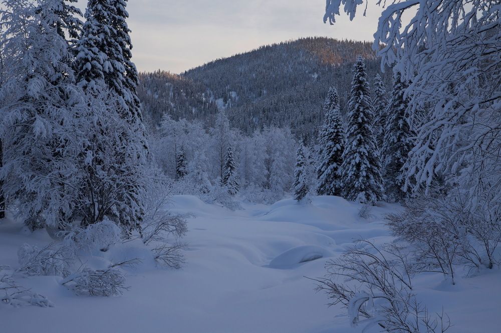 Прогулка по лесу в Рождество.