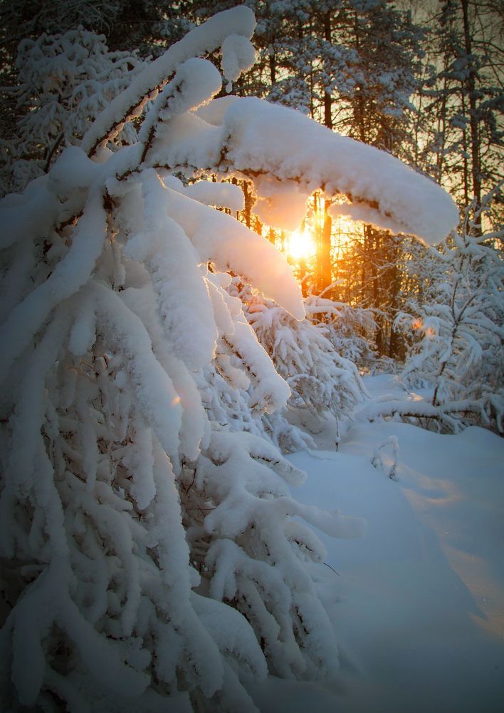 Поклон тебе, зима!