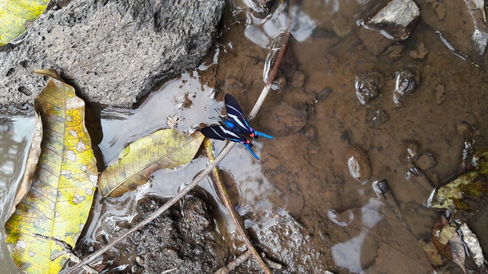 Wild butterfly
