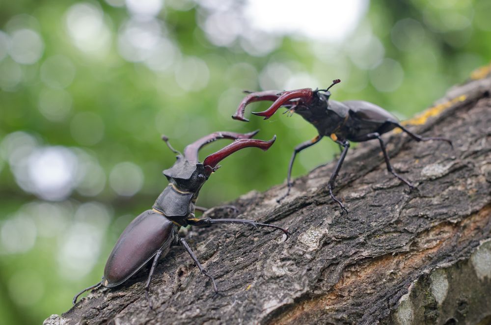 Гнев Титанов