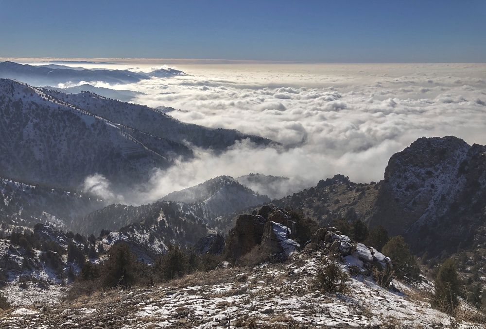 Мир глазами птицы