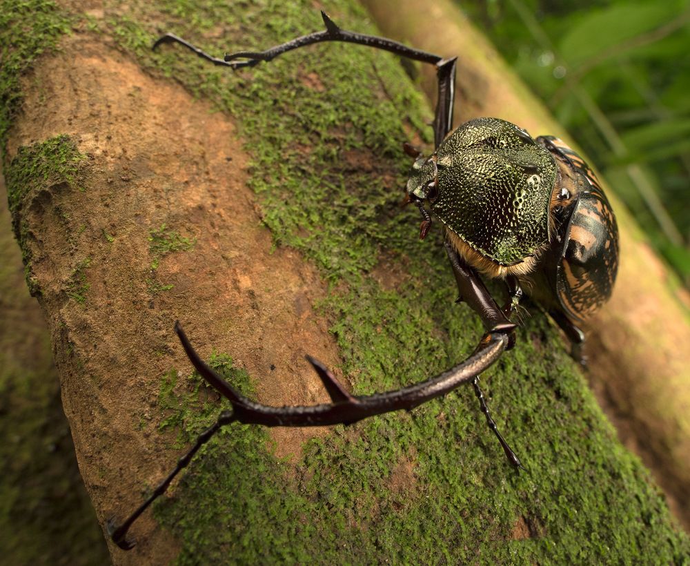 Колючие обьятия (Spiny arms)