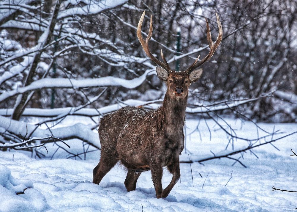 Гордый олень